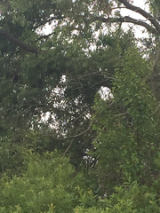 Botaurus lentiginosus