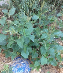 Amaranthus retroflexus