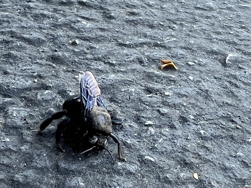 iNaturalist observation photo of Western Carpenter Bee