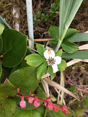 Cornus unalaschkensis