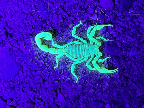 iNaturalist observation photo of Hadrurus