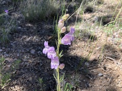 Penstemon ophianthus