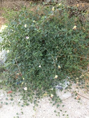 Capparis zoharyi