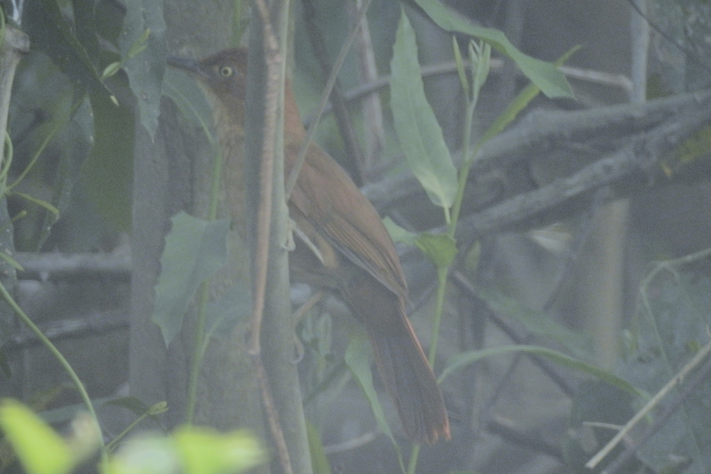 Henna-capped Foliage-gleaner