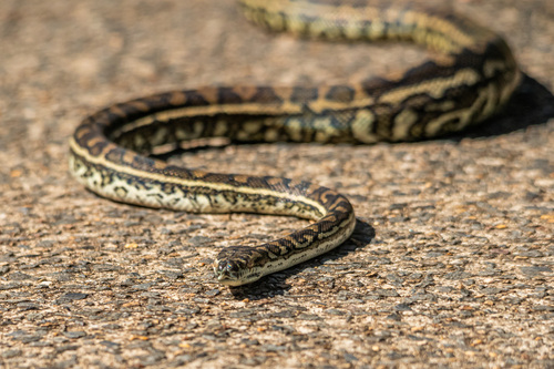 Coastal Carpet Python sighting