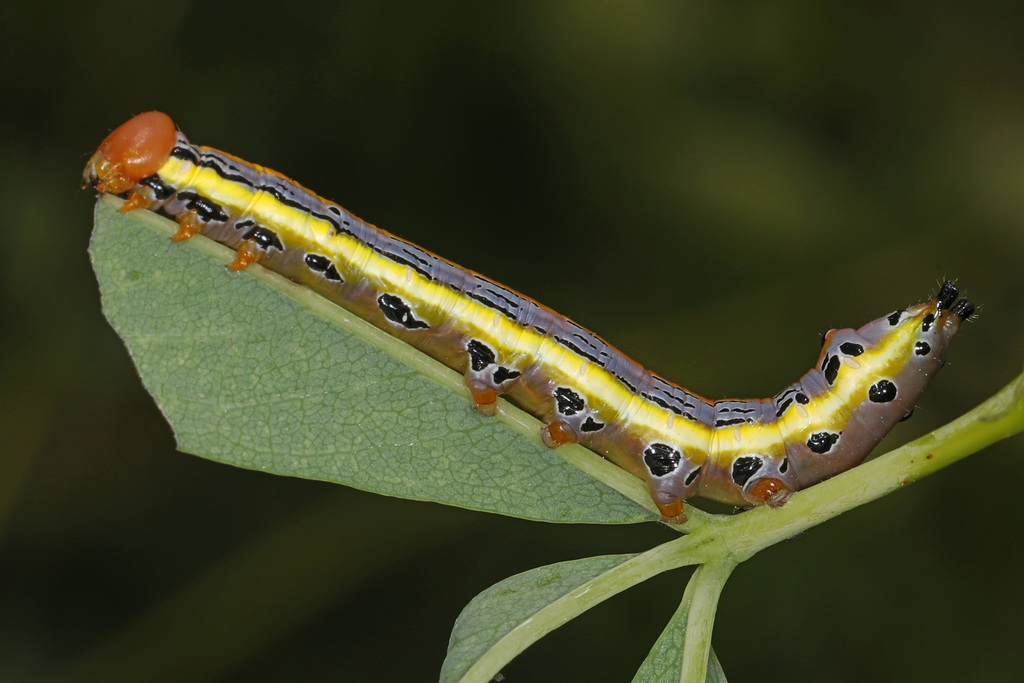 Black-spotted Prominent