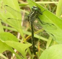 Gomphurus