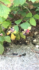 Rubus caesius