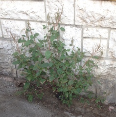 Amaranthus retroflexus
