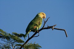 Amazona oratrix tresmariae