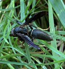 Polistes parametricus