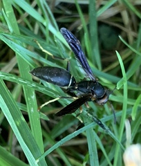 Polistes parametricus