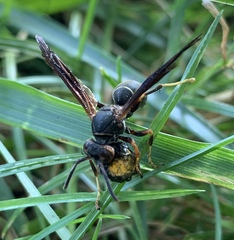 Polistes parametricus
