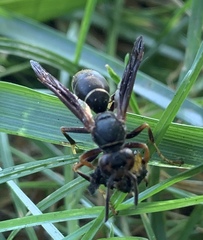 Polistes parametricus