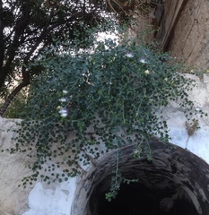 Capparis zoharyi