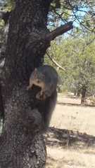 Sciurus nayaritensis