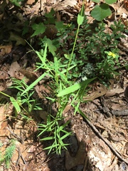 Dichanthelium sphaerocarpon