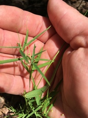 Dichanthelium sphaerocarpon