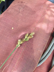 Carex bebbii