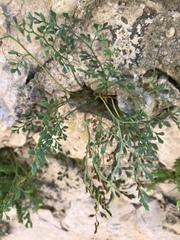Asplenium ruta-muraria