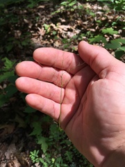 Dichanthelium sphaerocarpon