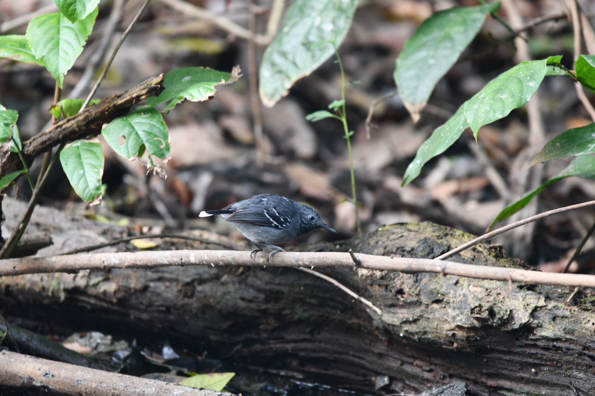Band-tailed Antbird (Hypocnemoides maculicauda), photo 8