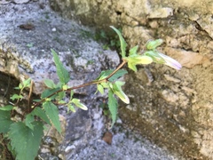 Campanula trachelium