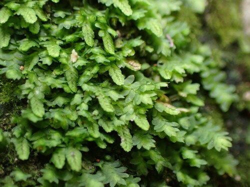 Caudalejeunea lehmanniana