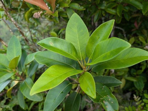 Ficus rubiginosa