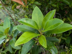 Ficus rubiginosa