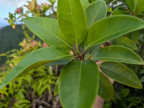 Ficus rubiginosa