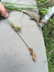 Carex alata