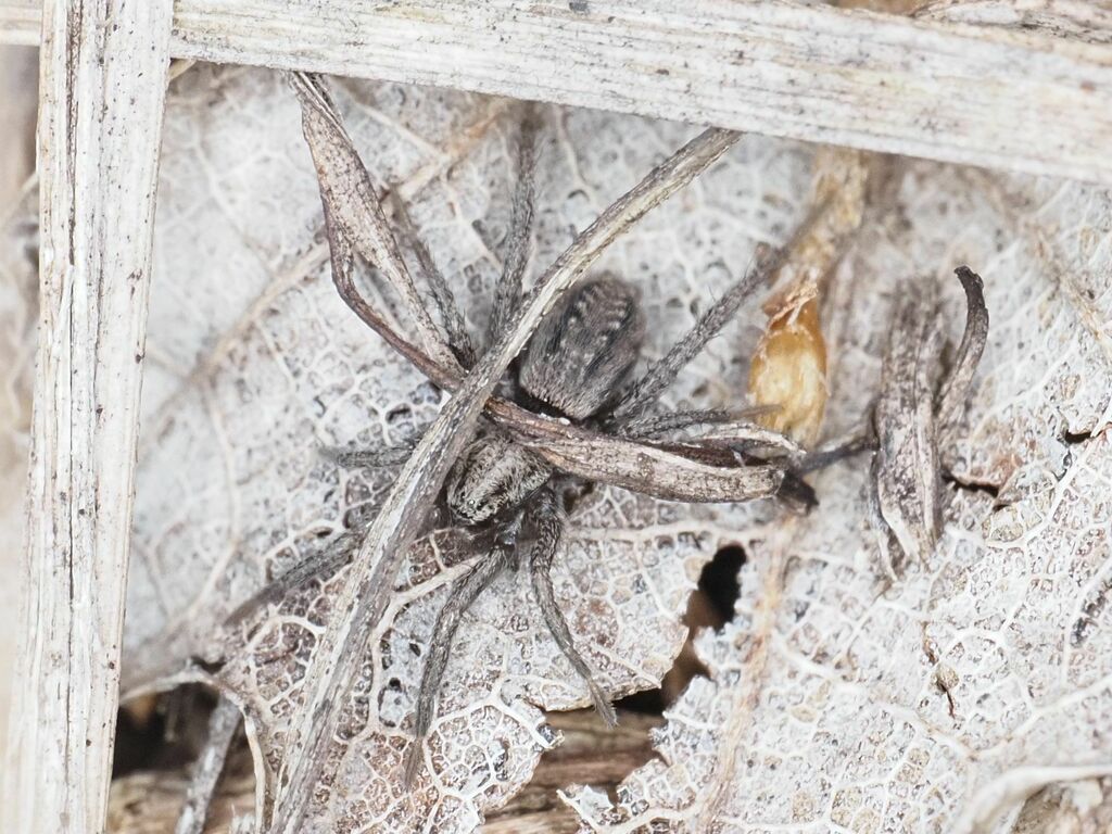Berlandina cinerea