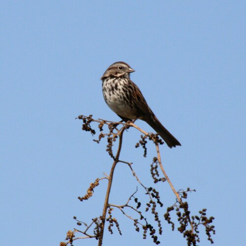 iNaturalist observation photo of Song Sparrow