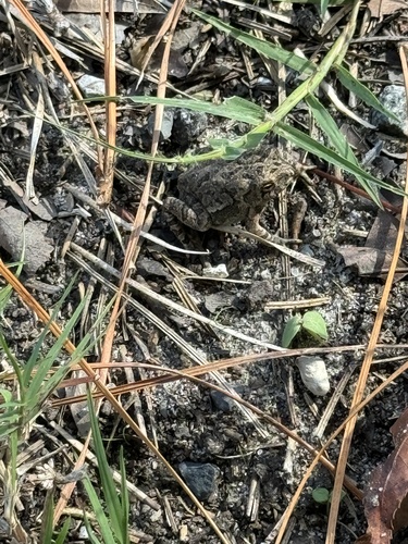 Fowler's Toad photographed in Delaware