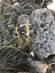 Hedeoma oblongifolia