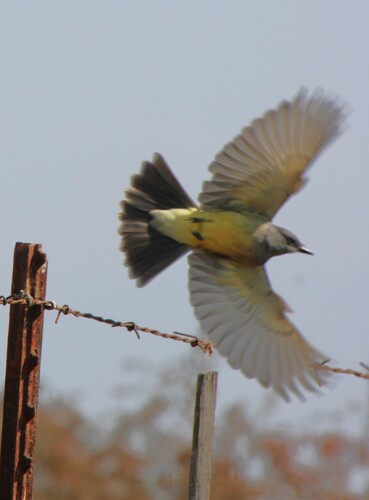iNaturalist observation photo of Cassin's Kingbird
