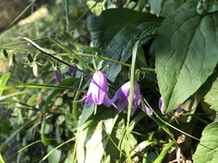 Campanula rapunculoides