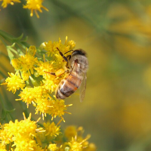 iNaturalist observation photo of Western Honey Bee
