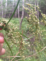 Scirpus pedicellatus