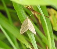 Protodeltote albidula