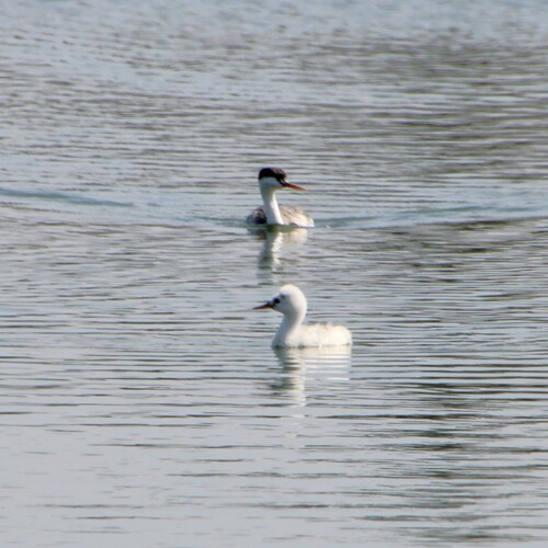 iNaturalist observation photo of Clark's Grebe