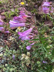 Penstemon lyallii