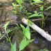 Sagittaria latifolia latifolia - Photo (c) Liana May,  זכויות יוצרים חלקיות (CC BY-NC), הועלה על ידי Liana May