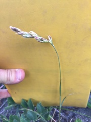 Poa macrantha