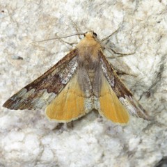 Caripeta pulcherrima