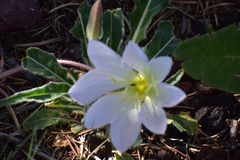 Oenothera albicaulis