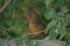 Cardinalis cardinalis mariae