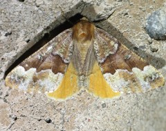 Caripeta pulcherrima