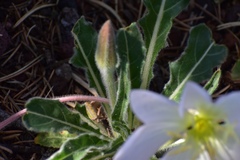 Oenothera albicaulis